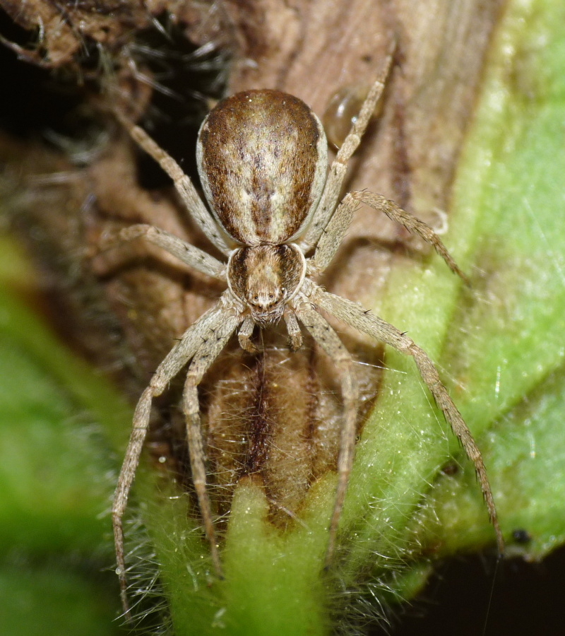 Philodromus sp.